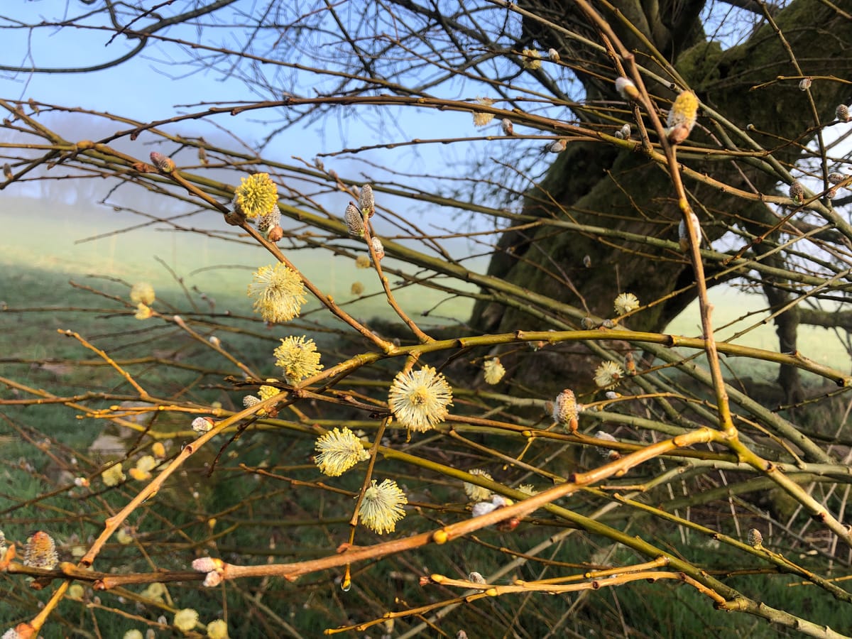 Chapter 4: Spring Equinox or “Alban Emilie” (the light of the earth) at Rhuddin 🐝