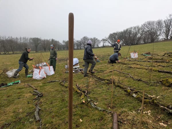 Chapter 2: Habitat Tree Planting 2025 🌱